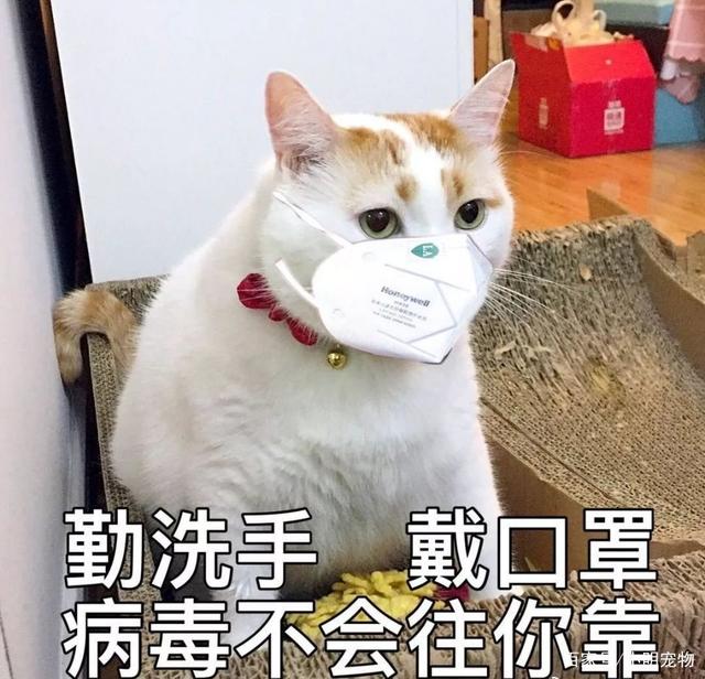 新冠病毒人会传染给宠物吗？ 感染后不要直接和宠物接触！