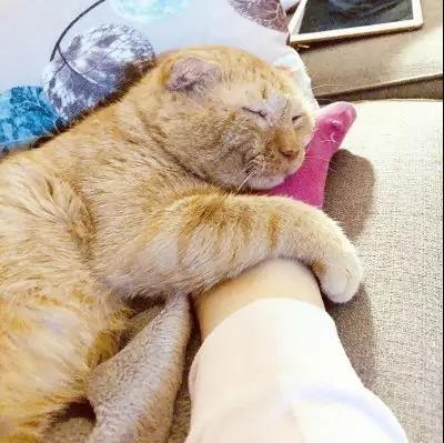 宠物猫狗会感染新型冠状病毒吗 还有多少宠物要死于谣言