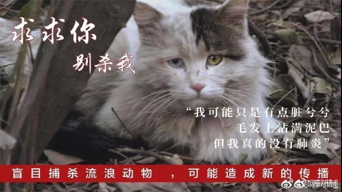 宠物猫狗会感染新型冠状病毒吗 还有多少宠物要死于谣言
