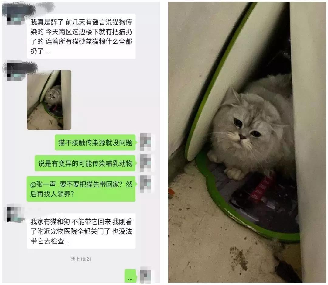武汉肺炎宠物会传染吗 权威专家的建议被错误解读！