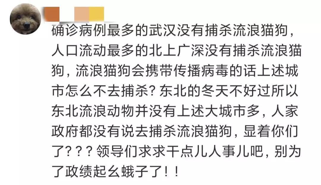 流浪猫狗会传染新型冠状病毒吗 全市捕杀活久见！