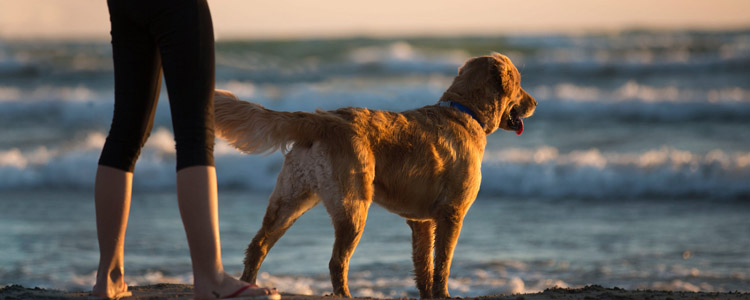 养宠物会传染武汉新型冠状病毒？ 野生动物又不是宠物