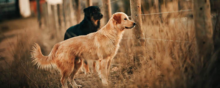 武汉新型冠状病毒有宠物感染吗 目前没有这样的病例！