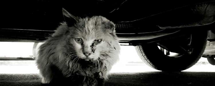 新冠病毒猫被活埋 这种事情真的让人愤怒！