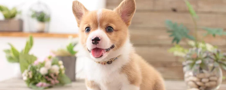 新型冠状病毒和养宠物有关系吗 别再让无辜的猫狗牺牲！