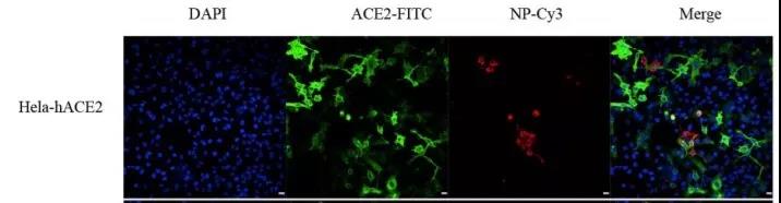 新型冠状病毒来源 别再让无辜的家宠陪葬！
