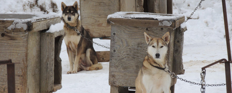 武汉新型冠状病毒来源 家猫狗真的不是感染源吗？