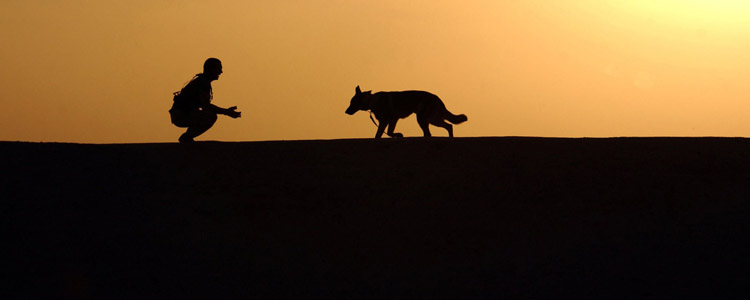 武汉疫情期间可以养宠物吗 这不是丢弃它的理由！