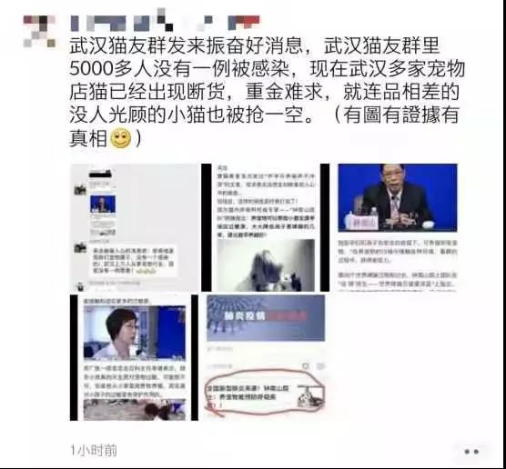 养猫能预防新型冠状病毒 养猫能提高抵抗力=抗病毒?