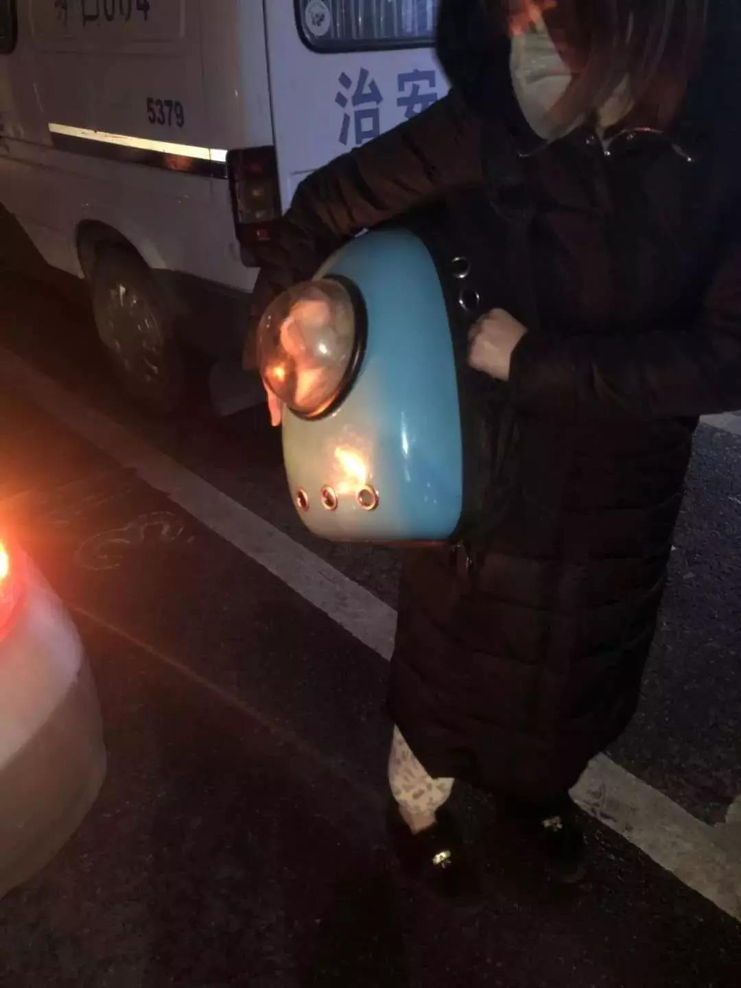 武汉封城猫怎么办 那些留守在武汉的猫都怎么样了