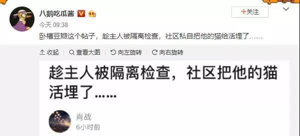 疫情期间可以带猫上高速吗 我的猫竟因此被焚烧！