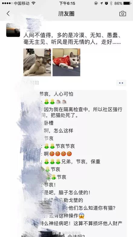 疫情期间可以带猫上高速吗 我的猫竟因此被焚烧！