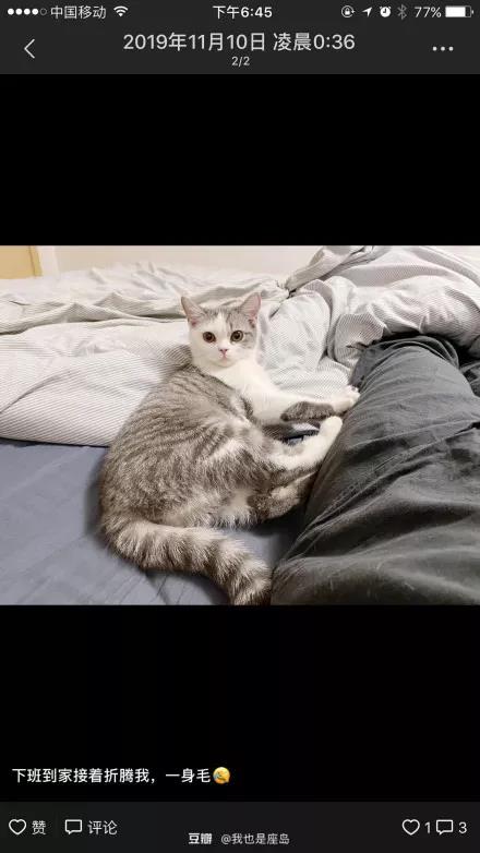 疫情期间可以带猫上高速吗 我的猫竟因此被焚烧！