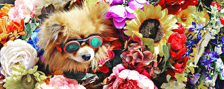 新型冠状病毒家里有宠物怎么办 理智看待不信谣！