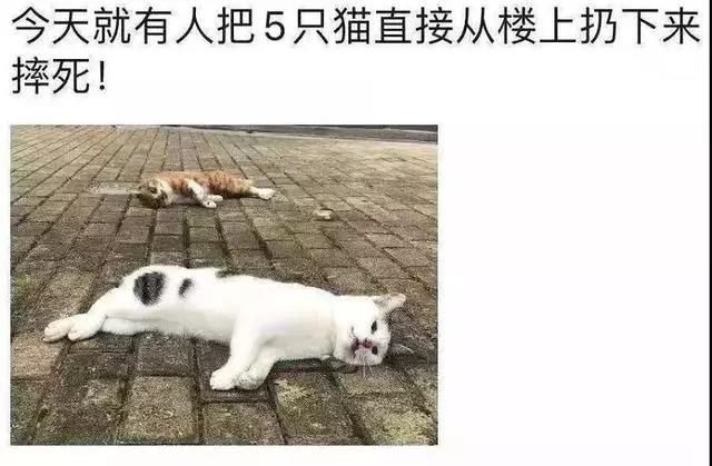武汉新冠状病毒猫竟被活埋 不要再伤害你的爱宠了！