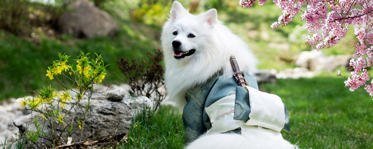 猫狗会传播新型肺炎吗 家中有猫狗如何安全消毒