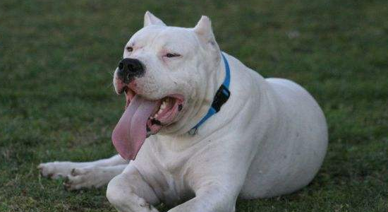 犬猫与武汉新型冠状病毒肺炎的关系 真正的关系在这里！