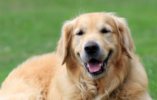 武汉疫情下关于宠物的谣言有哪些 不要随便听信谣言！