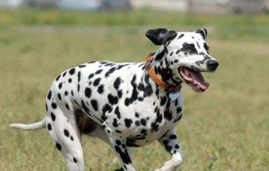 武汉新型冠状病毒宠物可以和人待在一起么 避免直接接触！