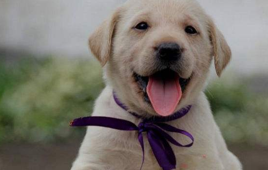 犬猫会感染武汉新冠肺炎吗 世界卫生组织已经辟谣了！