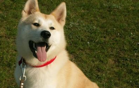 武汉新冠病毒变异宠物是否安全 不会传染给宠物的！