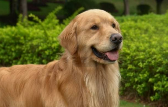 猫狗与武汉新型冠状病毒肺炎的关系 解读与病毒的关系！