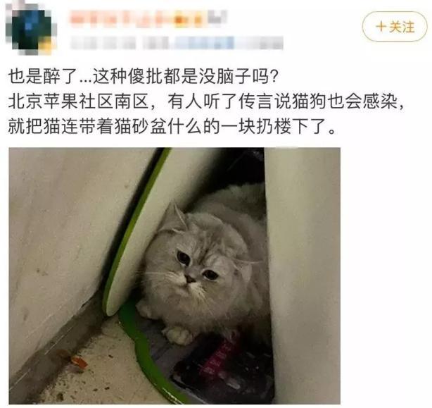 宠物接触到疫情需隔离 别听风就是雨