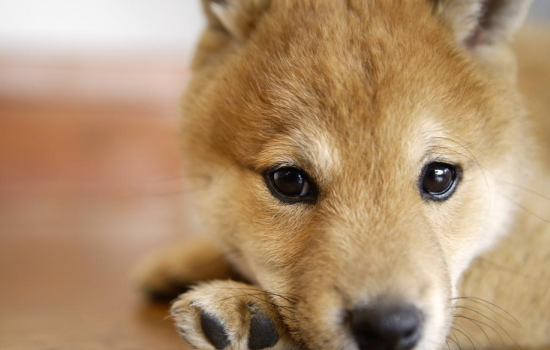 武汉新型病毒变异宠物是否安全 对宠物暂时没有影响！