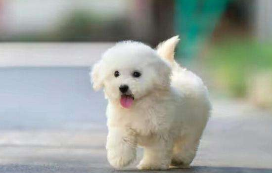 关于猫狗是否成为新冠状病毒携带者 猫狗不是携带者！