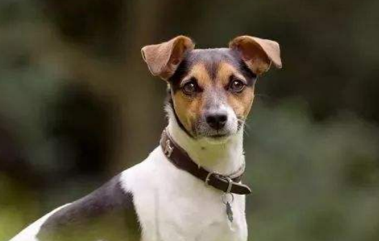 猫狗会携带武汉新型病毒病源吗 猫狗不会携带病毒！