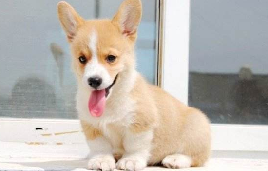 武汉新冠病毒期间宠物店如何防范 按照步骤做就对了!