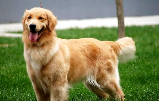 武汉新冠病毒期间可以能养猫狗吗 注意防范和消毒！