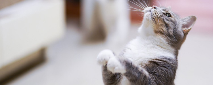 武汉新型冠状病毒宠物会传染吗 疫情期间不信谣不传谣