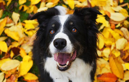 新型冠状病毒宠物可以和人待一起么 理性分辨谣言