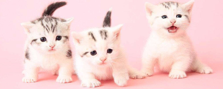 武汉新型肺炎会传染给动物吗 养宠家庭该如何选择消毒液