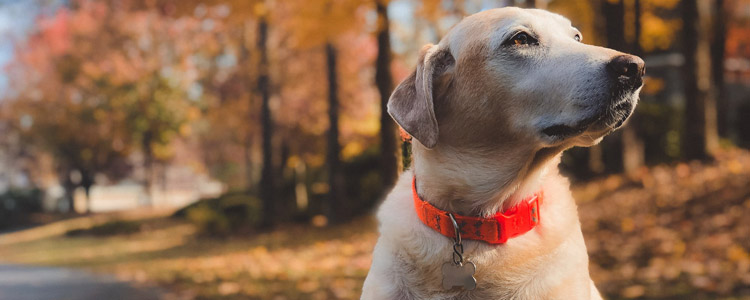 武汉火神山为什么叫火神山 是有引经据典的！