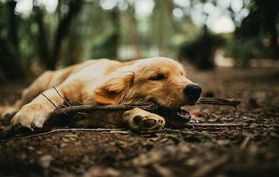 新型肺炎狗狗要戴口罩吗 铲屎官更应该注意！