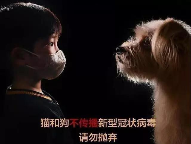狗狗不会感染新型肺炎 别再狠心抛弃它了