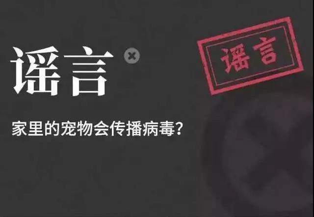 狗狗不会感染新型肺炎 别再狠心抛弃它了