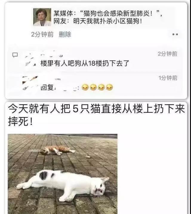 狗狗不会感染新型肺炎 别再狠心抛弃它了