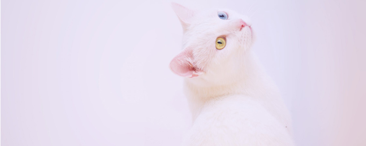 为什么猫肉不能吃 你听说过哪一种