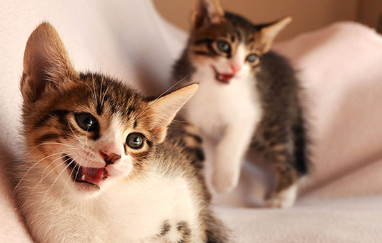 三色猫公猫有繁殖能力吗 是什么原因？