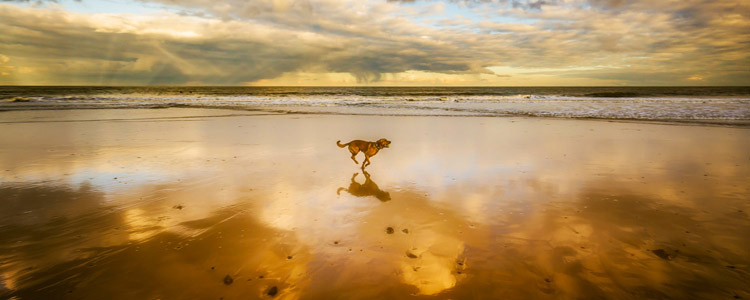 郭斯特的猫是什么品种 都是颜值担当！