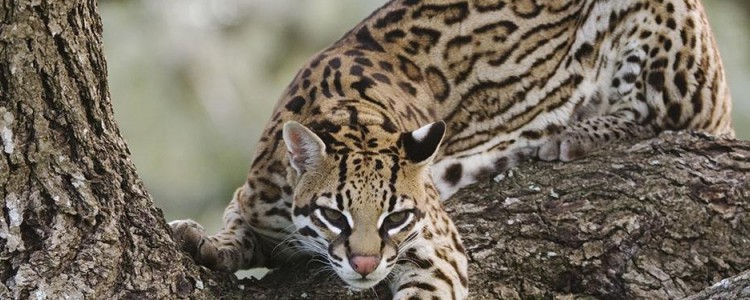 猫的呼吸声很大正常吗 并不是真的在打呼噜