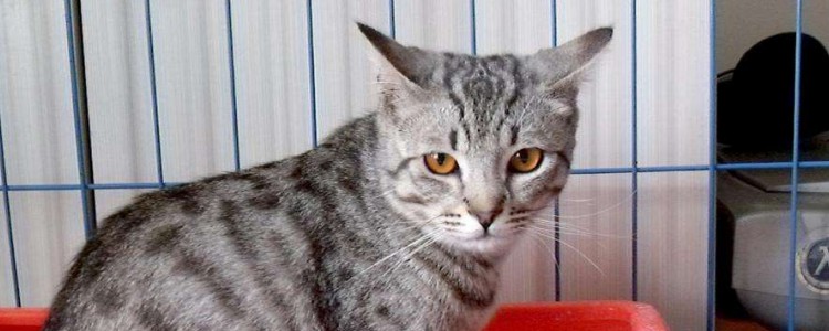 猫尿路感染会自愈吗 自愈能力没有那么高!