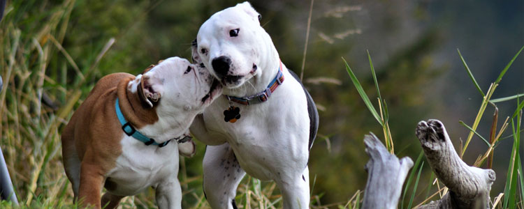 大狗打架的时候怎么制止 这样做才不会被咬