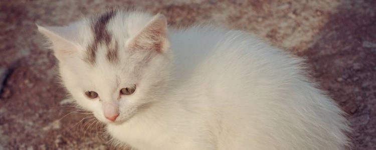 母貓生小貓會減少壽命嗎 會有一定的傷害！