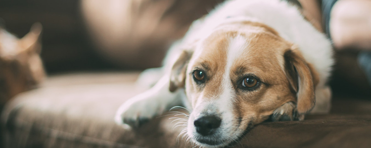 狗狗能吃生骨肉吗 会有寄生虫感染隐患吗？