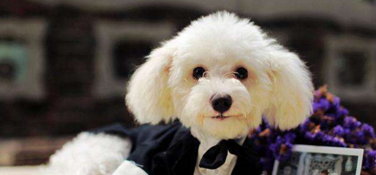 贵宾犬发情怎么办? 绝育是绝对方法！