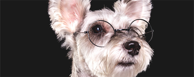 雪纳瑞怕冷吗 一般是不怕冷的